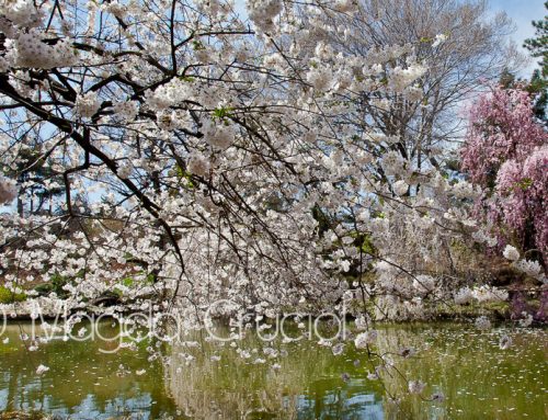 cherries & magnolias